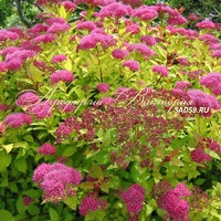 Спирея японская Голден Принцесс Спирея японская Голден Принцесс